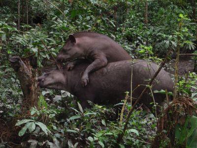 Brazilian Tapirs Brazilian Tapirs