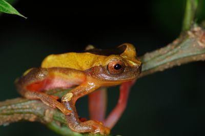 Clown Tree Frog Clown Tree Frog
