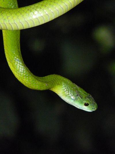 Emerald Palm Snake Emerald Palm Snake