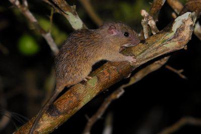 Spiny Tree Rat Spiny Tree Rat