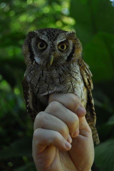 Tropical Screech Owl Tropical Screech Owl