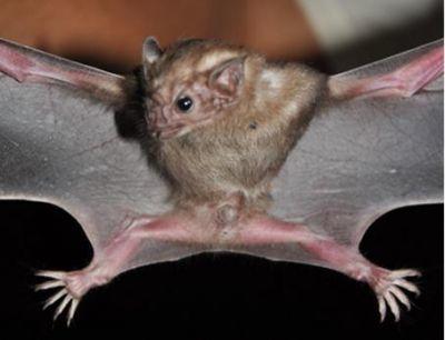 White-Winged Vampire Bat White-Winged Vampire Bat