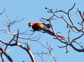 Scarlet Macaw Scarlet Macaw