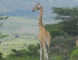Giraffe in Kenya Giraffe in Kenya