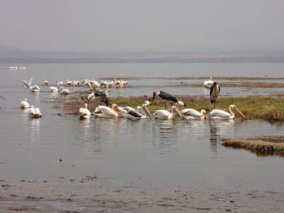 Pelicans in Kenya Pelicans in Kenya