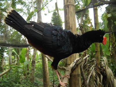 Razor-billed Curassow Razor-billed Curassow