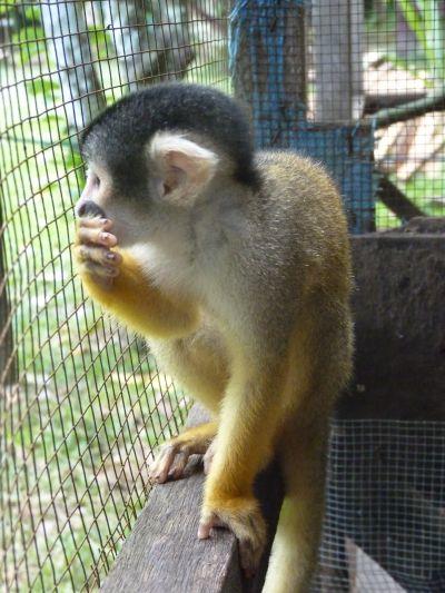 Squirrel Monkey's Last Day in Captivity Squirrel Monkey's Last Day in Captivity