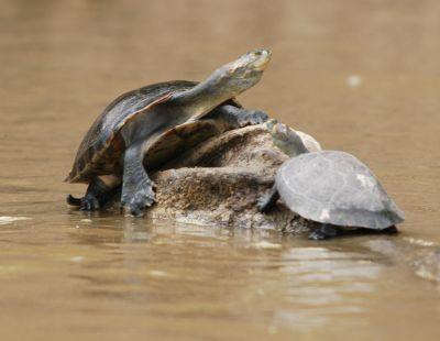 Wild freshwater Turtles! Wild freshwater Turtles!