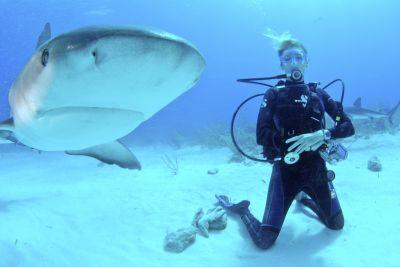 Shark Conservation in Fiji Shark Conservation in Fiji