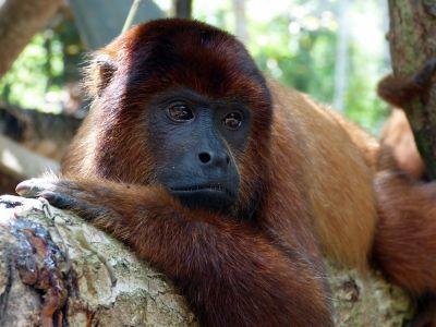 Male howler monkey Male howler monkey