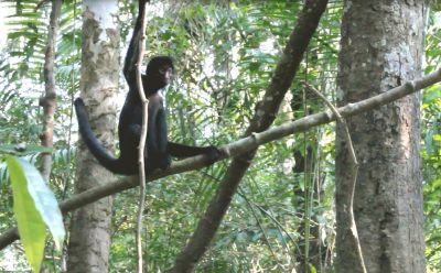 pPeruvian spider monkey Peruvian spider monkey