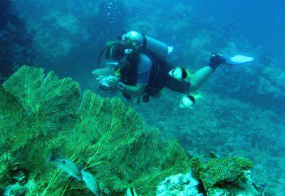 Diving in Thailand Diving in Thailand