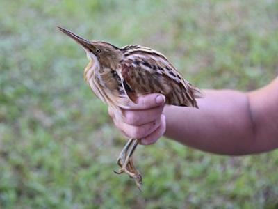 Stripe-backed Bittern in Peru Projects Abroad conservation volunteers discover new bird species, the Stripe-backed Bittern, in Taricaya Ecological Reserve in Peru.