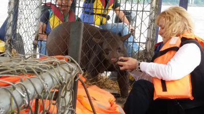 Projects Abroad and ADI transfer Cholita the spectacled bear to Taricaya Ecological Reserve Projects Abroad Peru Conservation staff and volunteers transfer Cholita the spectacled bear, who was rescued from the circus, to Taricaya Ecological Reserve in partnership with Animal Defenders International