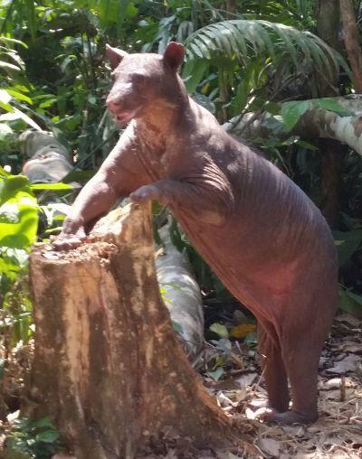 Cholita the spectacled bear can be seen exploring her new home with Projects Abroad at Taricaya Cholita, the spectacled bear rescued from a lifetime of abuse at a Peruvian circus, can be seen enjoying her new jungle habitat at Taricaya Ecological Reserve, Peru