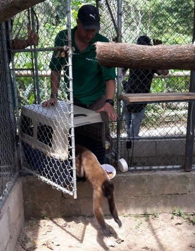 One of three brown woolly monkeys can be seen being released to its new home with Projects Abroad at Taricaya One of three rescued brown woolly monkeys is introduced to its new home at Taricaya Ecological Reserve, Peru
