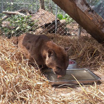 Mufasa the mountain lion can be seen enjoying a drink at his new home with Projects Abroad at Taricaya Mufasa, the mountain lion rescued from a lifetime of mistreatment at a Peruvian circus, can be seen enjoying his new home at Taricaya Ecological Reserve, Peru