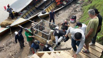 Projects Abroad and ADI transfer rescued circus animals to Taricaya Ecological Reserve Projects Abroad Peru Conservation staff and volunteers transfer rescued circus animals to Taricaya Ecological Reserve in partnership with Animal Defenders International