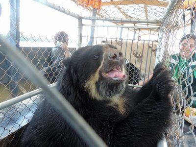 A rescued spectacled bear on its way to its new home at Taricaya Ecological Reserve A spectacled bear is seen in transit after Projects Abroad and Animal Defenders International conduct a rescue operation to free animals from an informal zoo in Sandia, Peru.