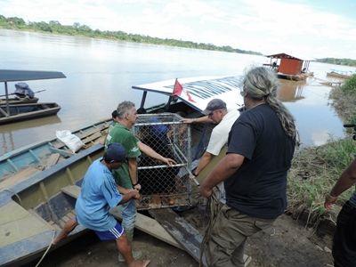 A rescued spectacled bear is carried across the river bank to its new home at Taricaya Ecological Reserve Projects Abroad and Animal Defenders International staff work together to transfer a spectacled bear to its new home at Taricaya Ecoligical Reserve in the Peruvian jungle.