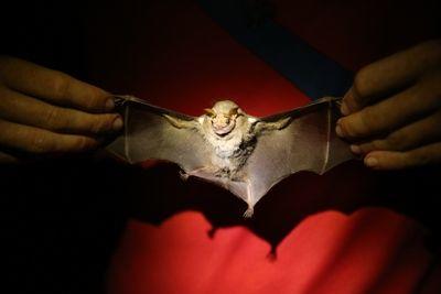 A Conservation volunteer shows the full wing and body view of a Centurio senex during an annual bat survey in Barra Honda National Park, Costa Rica Full wing and body view of the Centurio senex, also known as the wrinkle-faced bat, captured in Barra Honda during the annual Meso-American Christmas Survey