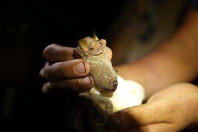 Conservation volunteers capture a Cenurio senex during an annual bat survey in Barra Honda National Park, Costa Rica Centurio senex, also known as the wrinkle-faced bat, a rare capture in Barra Honda was trapped during the annual Meso-American Christmas Survey