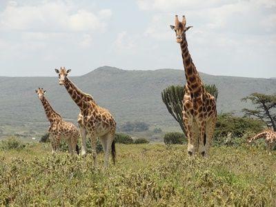 The endangered Rothschild Giraffe can be found in Kenya Three Rothschild's Giraffes roam in a Kenyan conservancy at a Projects Abroad African Savannah Conservation project