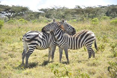 Zebras in a field in conservancy in Kenya Two zebras stand together in a Kenyan conservancy at a Projects Abroad African Savannah Conservation project