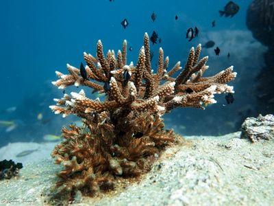 Underwater scenes are captured by Projects Abroad staff during a dive A school of fish pass through some coral among the Koh Sdach Archipelago during a dive at the Marine Conservation project in Cambodia