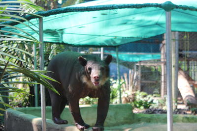 Cholita walking around the pool in her enclosure A rescued spectacled bear enjoying the space in her enclosure