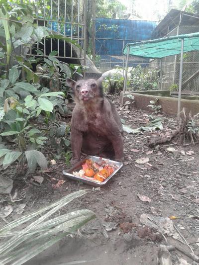 Cholita enjoying her breakfast at Taricaya Ecological Reserve A rescued spectacled bear eat in her enclosure