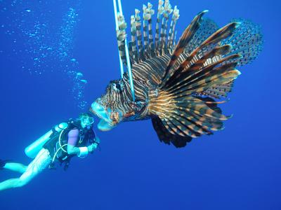 A conservation volunteer uses a lionfish to play with perspective A conservation volunteer with a Lionfish in Belize