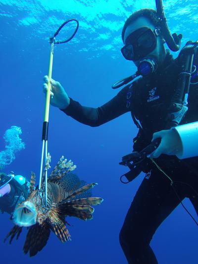 Conservation volunteer measuring the size of a lionfish in Belize Volunteer collecting data on lionfish after spearing it