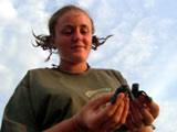 New-born hatchlings in Mismaloya turtle camp