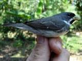Doble-collared Seedeater