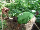 Digging a compost pit