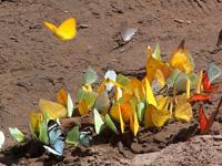 Butterflies galore