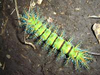 Funky Caterpillar - species unknown