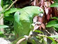 Yellow Crowned Parrot