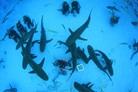 Projects Abroad Launches Global Shark Campaign