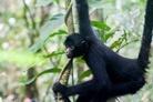 Projects Abroad successfully reintroduces spider monkeys back into the wild in Peru