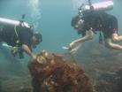 Appeal for volunteers to dive in to help Thailand