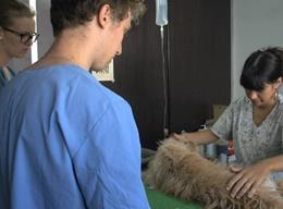 Veterinary Medicine & Animal Care in Argentina Veterinary Medicine & Animal Care in Argentina