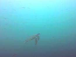 Natur & Miljø - Galápagos øybevaring Natur & Miljø - Galápagos øybevaring