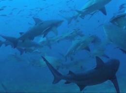 Shark Conservation in Fiji Shark Conservation in Fiji