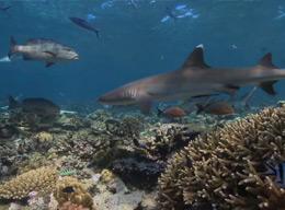 Shark Conservation Shark Conservation