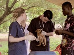 Veterinærmedicin Veterinærmedicin