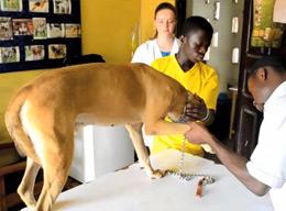 Veterinary Medicine Veterinary Medicine