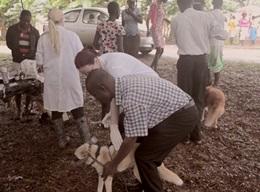 Veterinary Medicine Internship in Ghana Veterinary Medicine Internship in Ghana