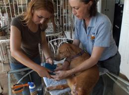 Veterinary Medicine & Animal Care Veterinary Medicine & Animal Care
